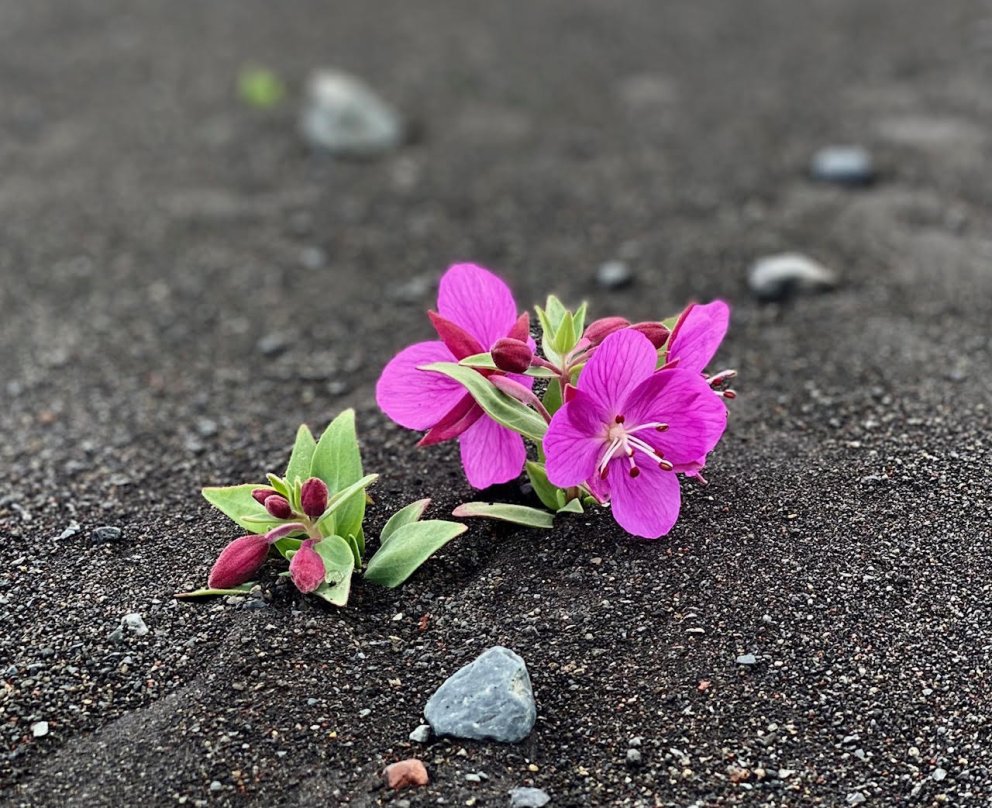 Sumarlokun Ráðgjafar- og greiningarstöðvar 2023