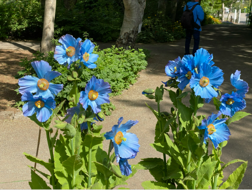 Greiningar- og ráðgjafarstöð er lokuð fram að 3. ágúst