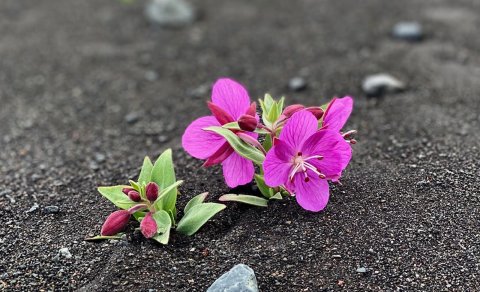 Sumarlokun Ráðgjafar- og greiningarstöðvar 2023