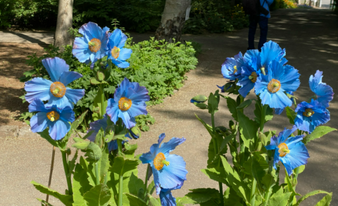 Greiningar- og ráðgjafarstöð er lokuð fram að 3. ágúst