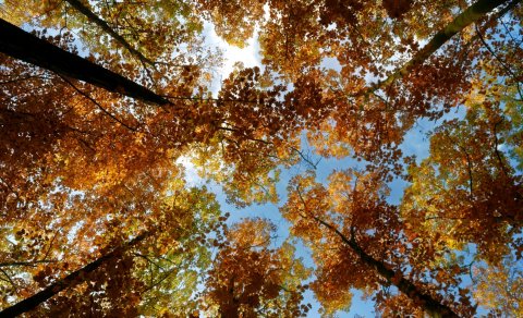Frestun á Vorráðstefnu til haustsins