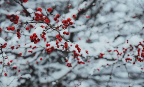 Við óskum ykkur gleðilegra jóla!