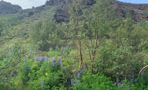 Lokað vegna sumarleyfa